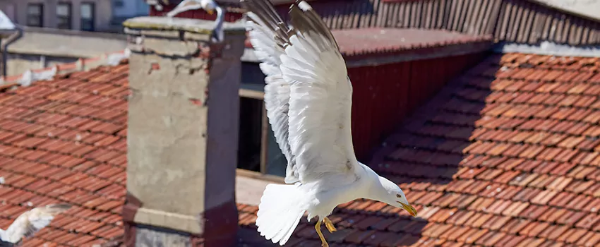 Residential Chimney Animal Removal Solution in Sebastian, FL